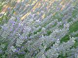 Lavender Close up 